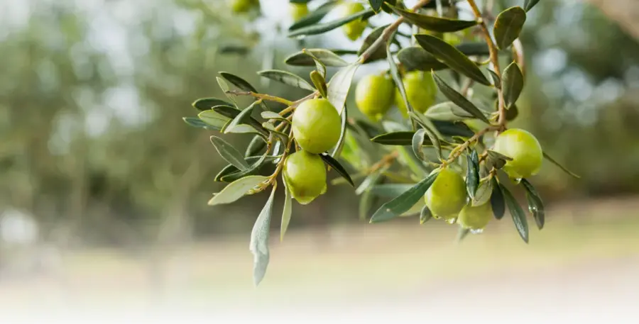 Deortegas Organic Extra Virgin Olive Oil Sexta Esencia 500 ml