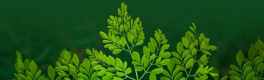 Powerlogy Upgraded Organic Greens 300 g